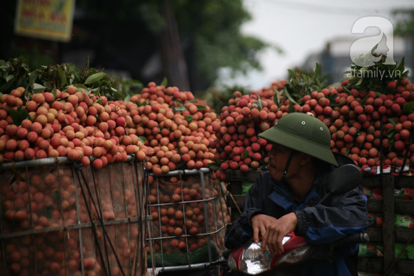 vải lục ngạn